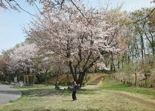 桜